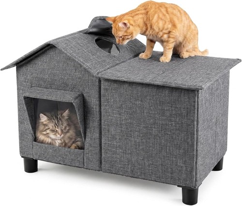Large grey cat - large, with