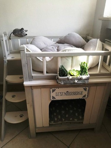 Outdoor cat dog - outdoor,